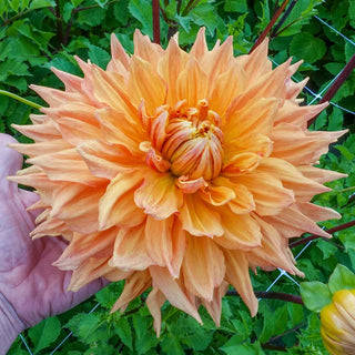 Ben Huston Dahlia