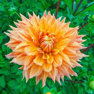 Ben Huston Dahlia