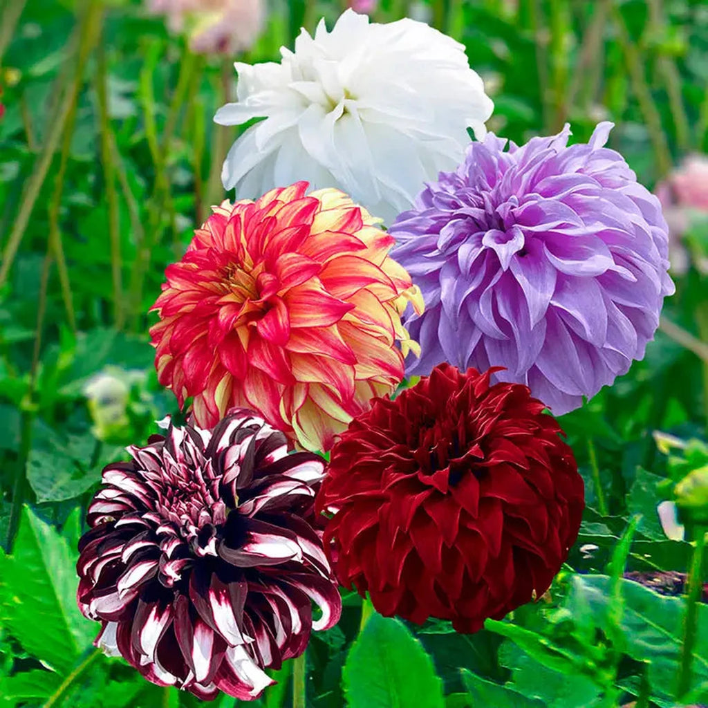 Shop Beach Ball Dahlia Mixture | Summer Bulbs | Breck's