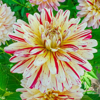 Creme Silence Dahlia