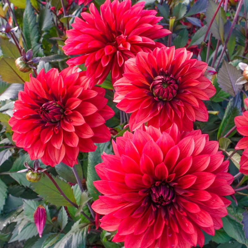 Shop Danique Dahlia Online | Dahlia Bulbs | Breck's