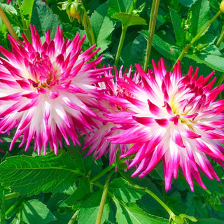 Dutch Explosion Dahlia