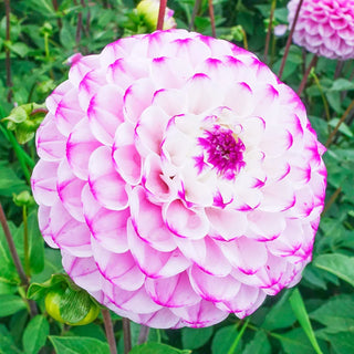 Genova Dahlia