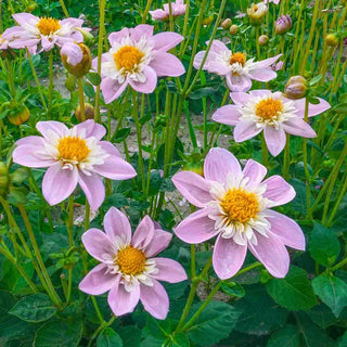 Impression Famosa Dahlia