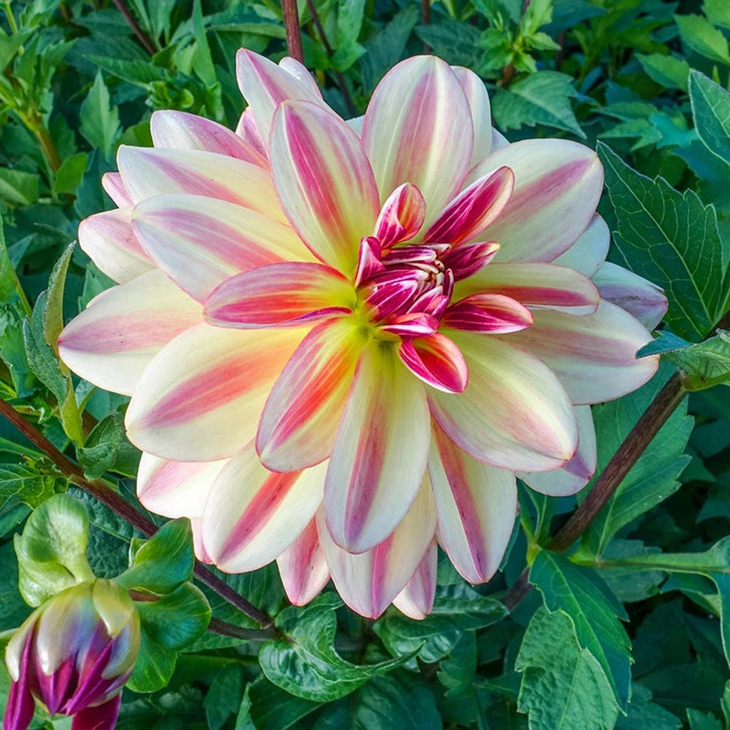 Happy Butterfly Dahlia | Decorative Dahlias | Shop Breck's – Brecks