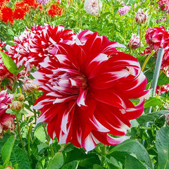 Shop X Factor Dahlia | Dinnerplate Dahlias | Breck's