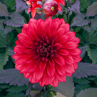 Cool Flame Dahlia
