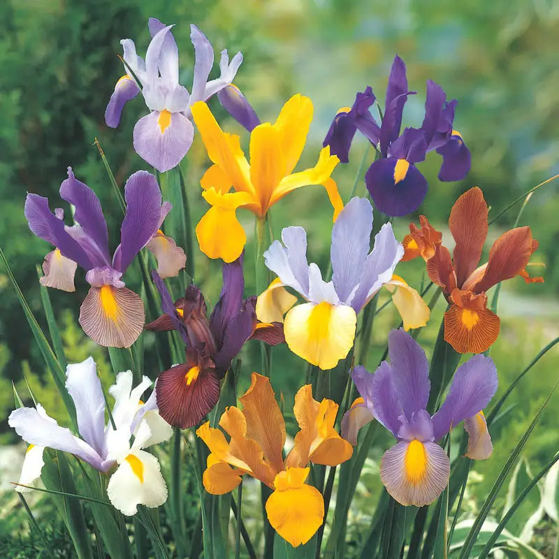 Shop Mixed Dutch Iris Breck's