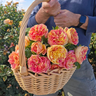 Pop Art™  Grandiflora Rose