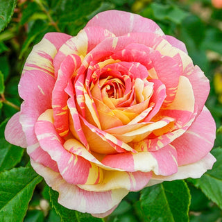 Pop Art™  Grandiflora Rose