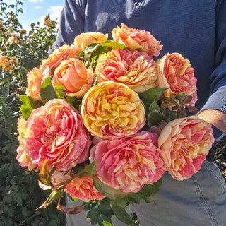 Pop Art™  Grandiflora Rose