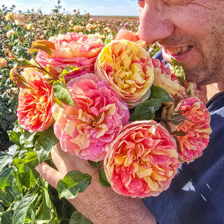 Pop Art™  Grandiflora Rose