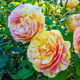 Pop Art™  Grandiflora Rose