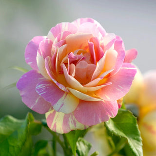 Pop Art™  Grandiflora Rose