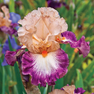 Come Away With Me Bearded Iris