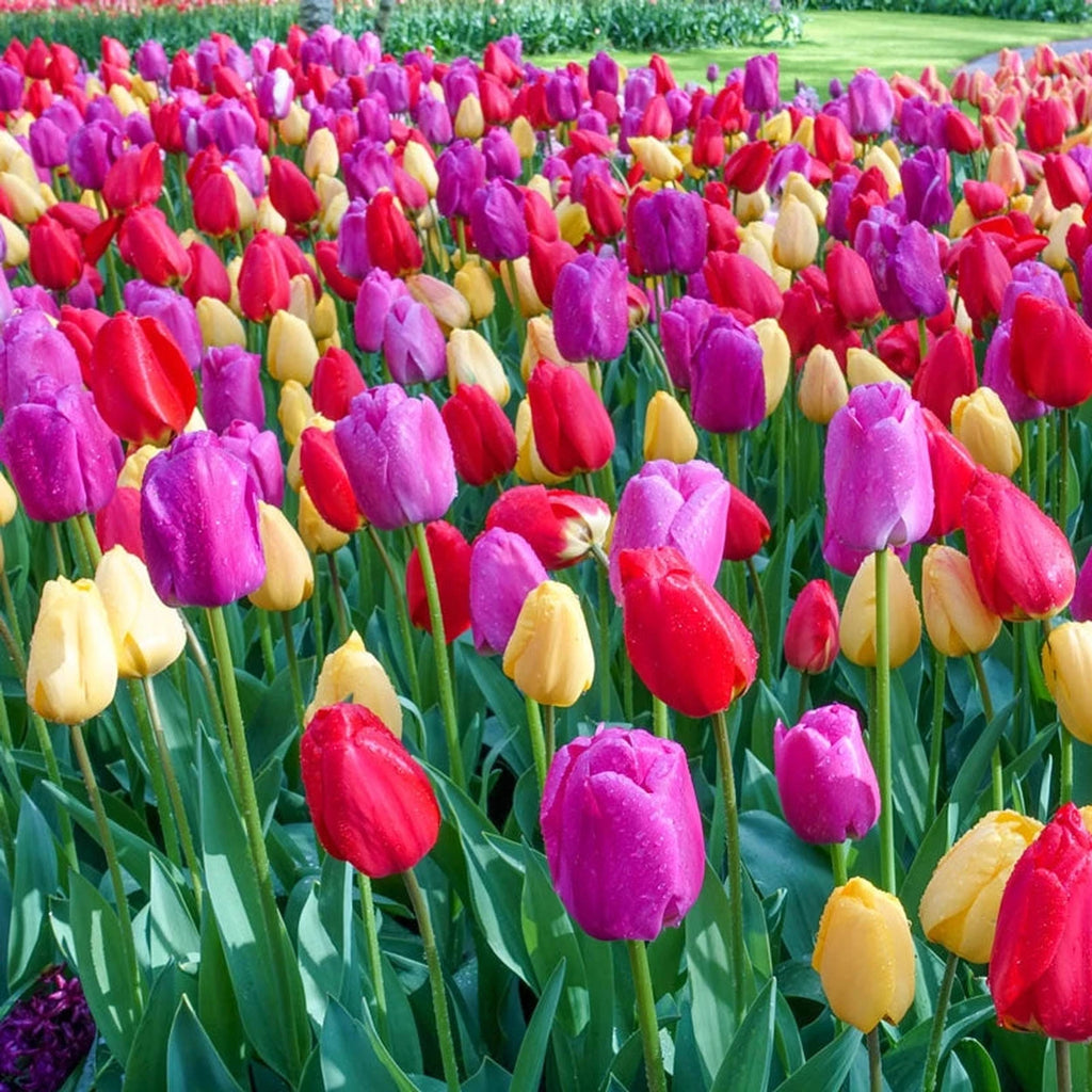 Shop Grand Entree Tulip Mix Online | Tulip Bulbs | Breck's