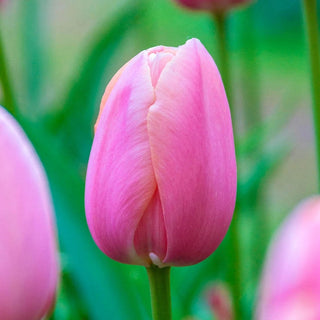 Menton Tulip