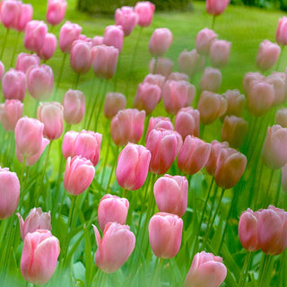 Menton Tulip