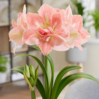 Lovely Nymph Amaryllis Bulb
