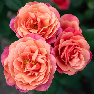 Uptown Girl™ Grandiflora Rose