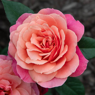 Uptown Girl™ Grandiflora Rose