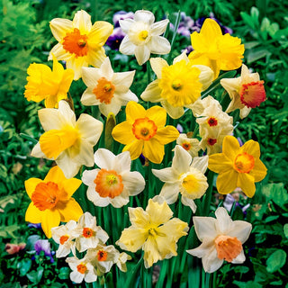 Mixed Daffodil Super Sak®