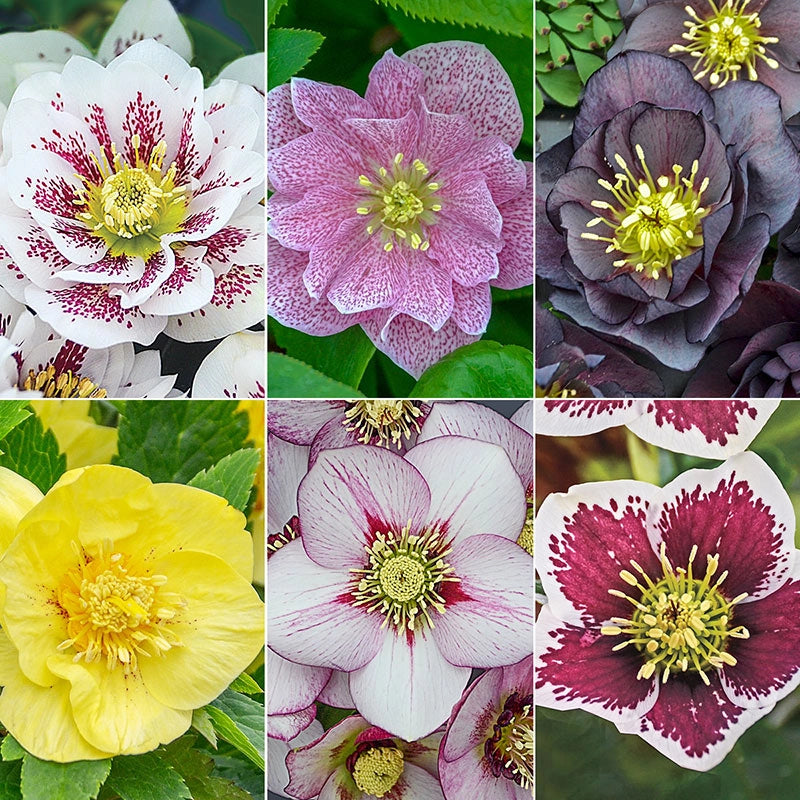 Harmonious Hellebore Collection | Shade Perennials | Breck's – Brecks