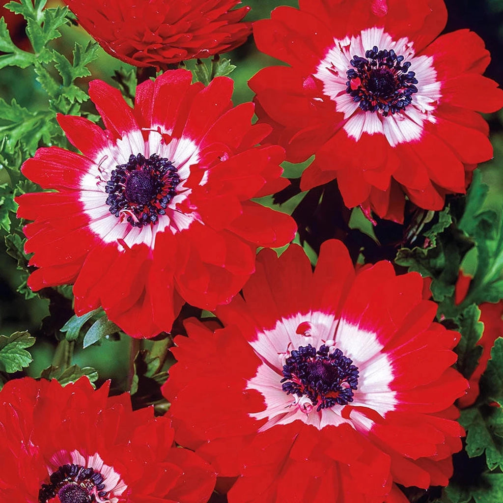 Red Double Daisy Anemone | Spring Bulbs for Sale | Breck's