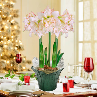 Harlequin Amaryllis in Foil Wrapped Pot