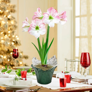 Cherry Blossom Amaryllis in Foil Wrapped Pot