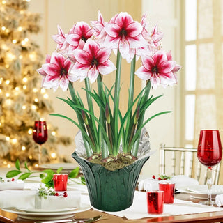 Temptation Amaryllis in Foil Wrapped Pot