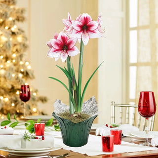 Temptation Amaryllis in Foil Wrapped Pot