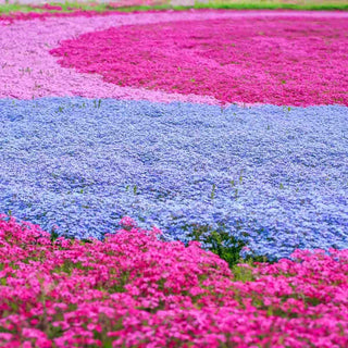 Emerald Blue Carpet Phlox