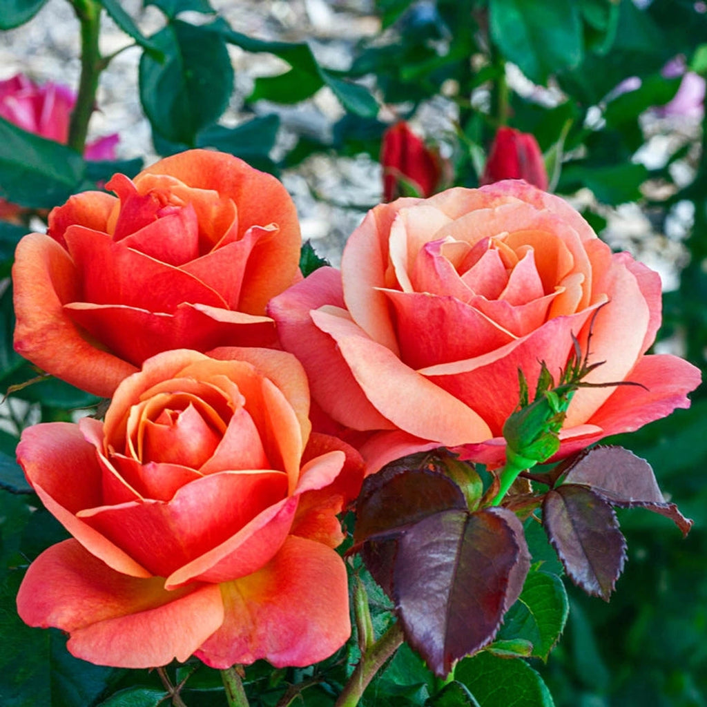 Annas Promise Downton Abbey Grandiflora Rose | Breck's