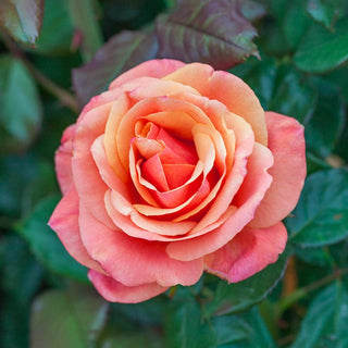 Anna's Promise® Grandiflora Rose