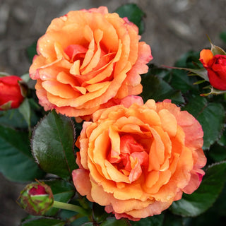 Anna's Promise® Grandiflora Rose