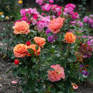 Anna's Promise® Grandiflora Rose