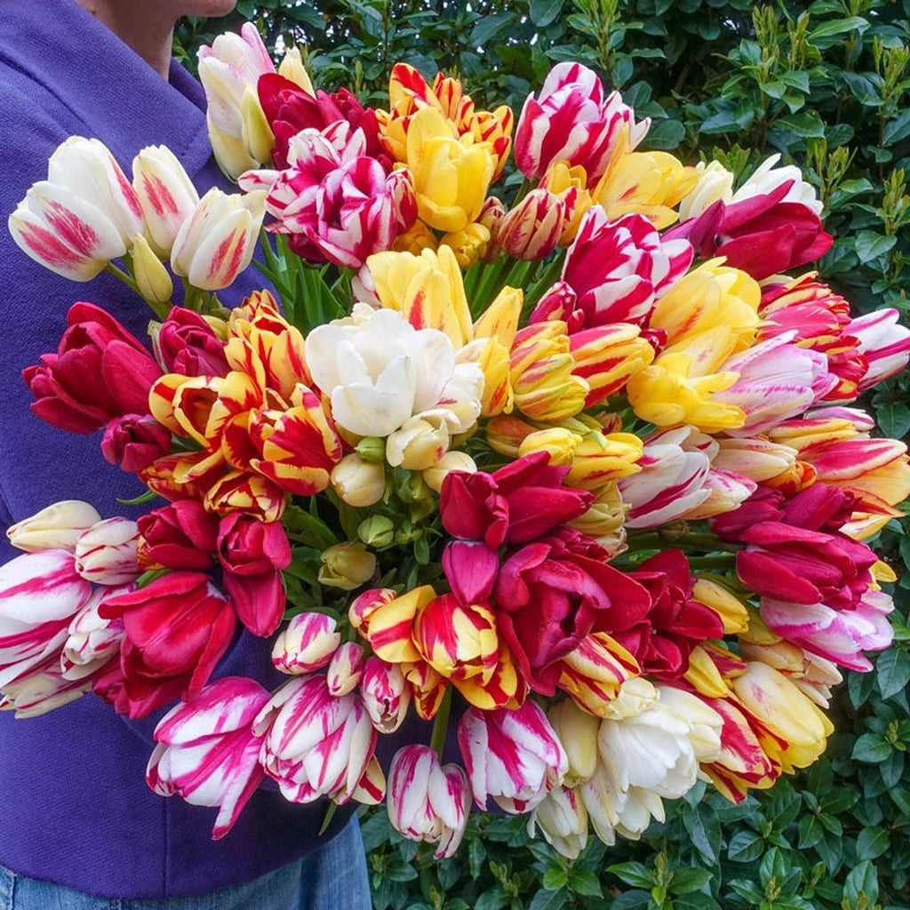 Shop Multiflowering Tulip Mixture | Tulip Bulbs | Breck's