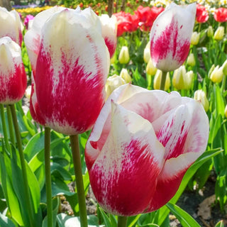 Tango Tulip
