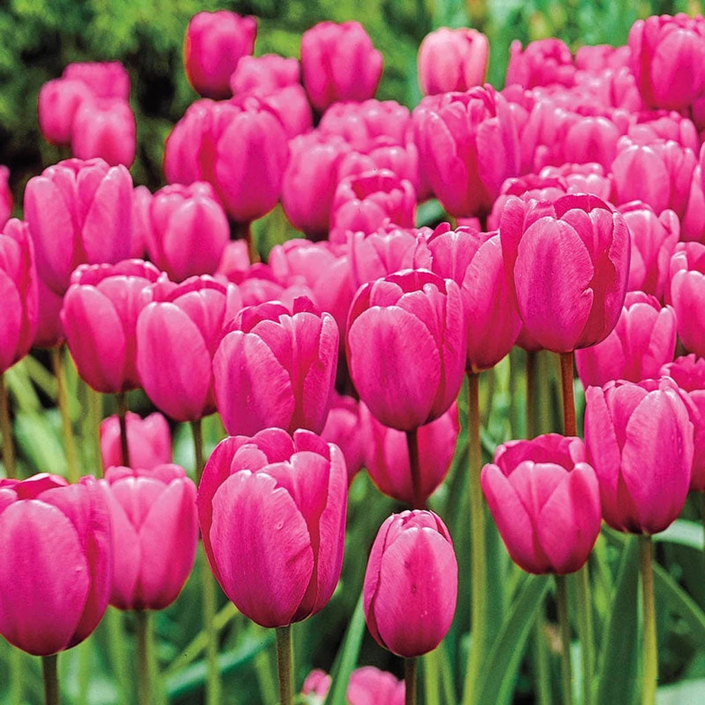 Pink Impression Tulip – Breck's