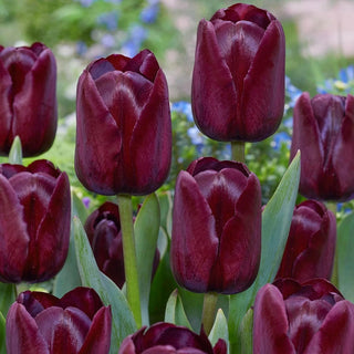 Bigi Brasa Tulip