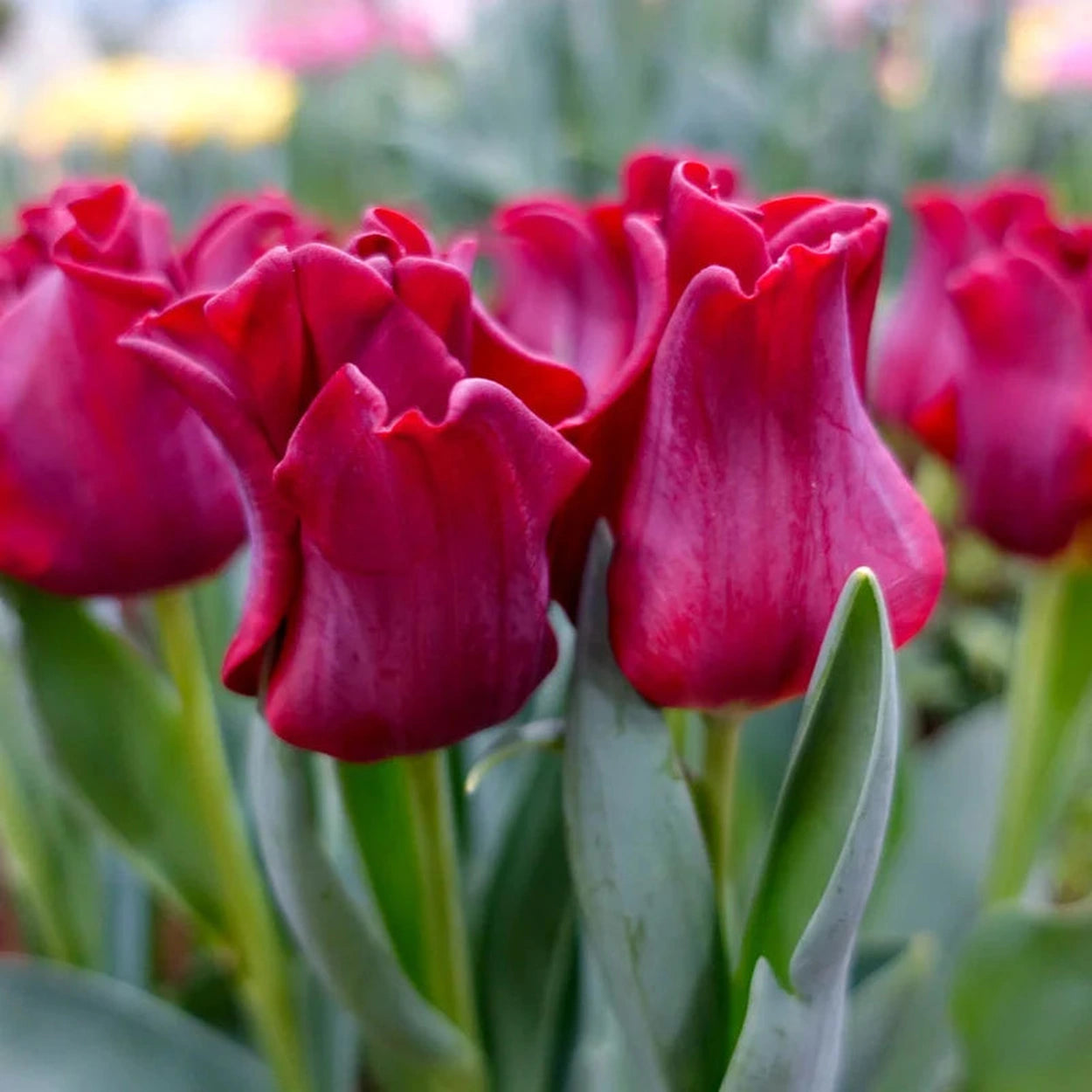 Red Dress Tulip