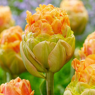 Le Lavandou Tulip