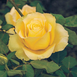 St. Patrick Hybrid Tea Rose