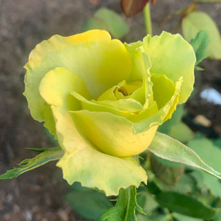 St. Patrick Hybrid Tea Rose
