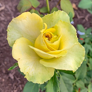 St. Patrick Hybrid Tea Rose
