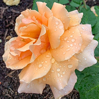 Just Joey Hybrid Tea Rose