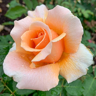 Just Joey Hybrid Tea Rose