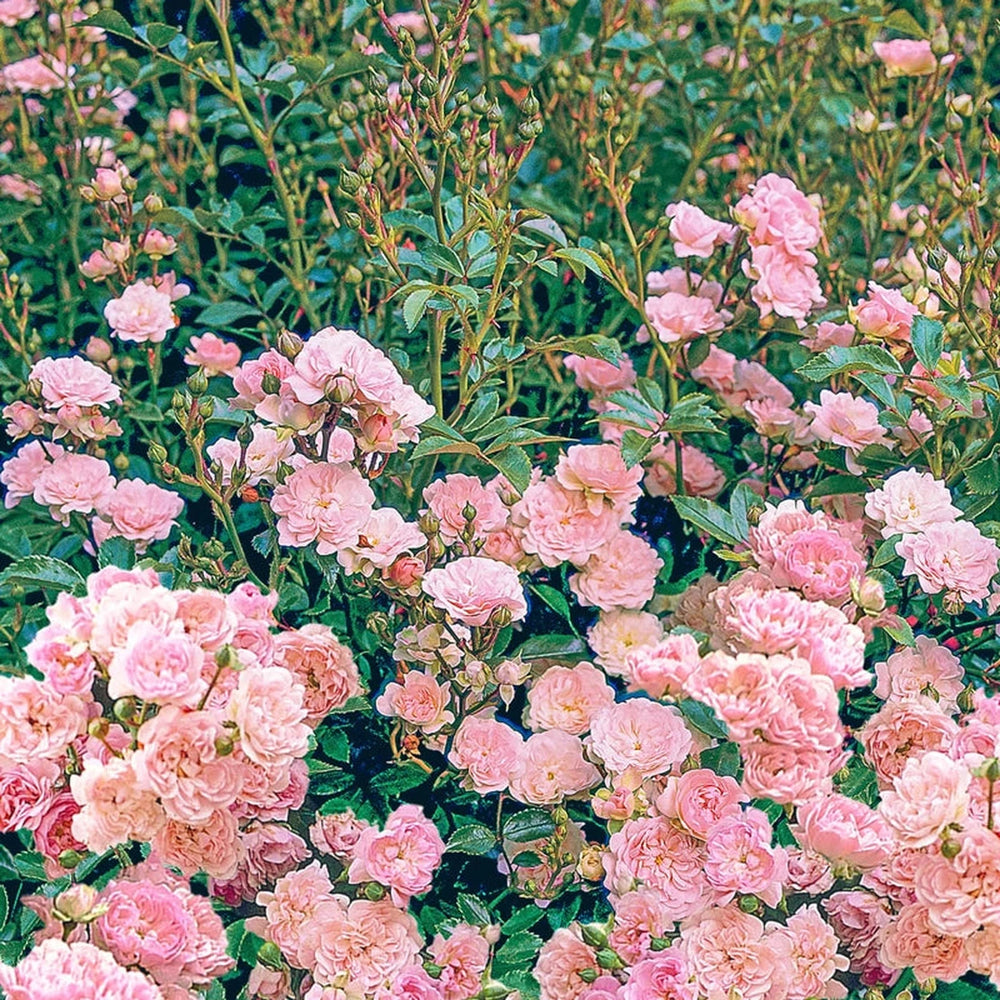 The Fairy Small Shrub Rose