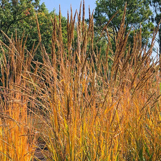 Golden Sunset Yellow Prairie Grass